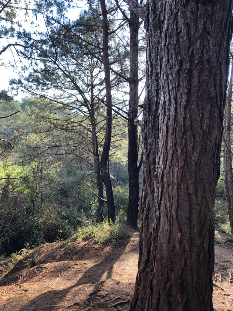 Sagada Forest by Portia Baruc
